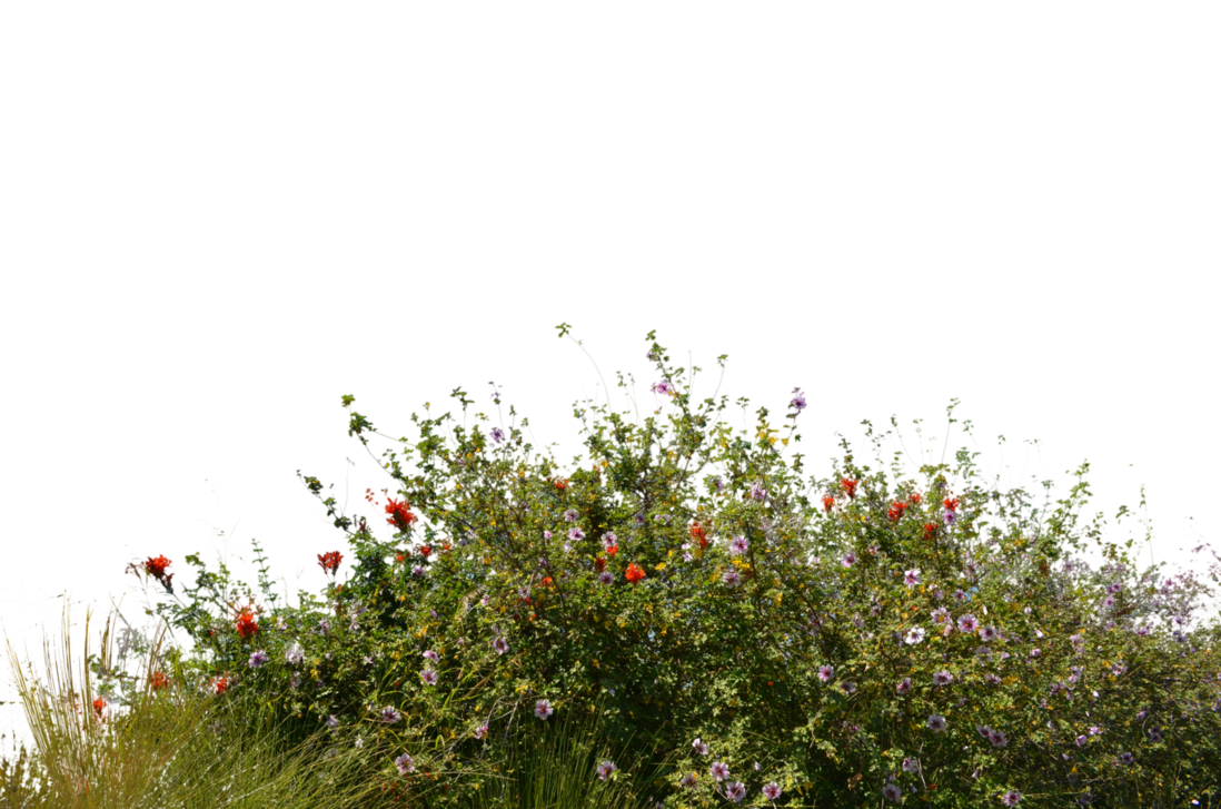 Spring Meadow Download HD Transparent PNG Image