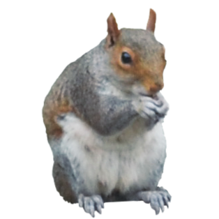 Squirrel Png Transparent PNG Image