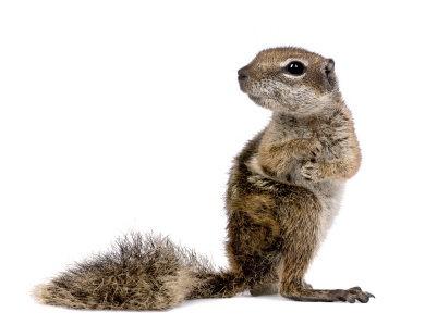 Squirrel Free Download Png Transparent PNG Image