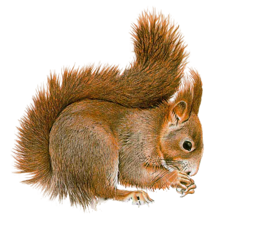 Squirrel Transparent Transparent PNG Image