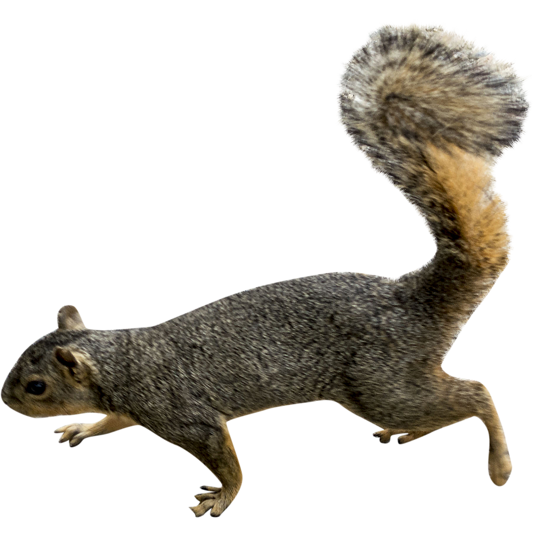 Squirrel Png Picture Transparent PNG Image