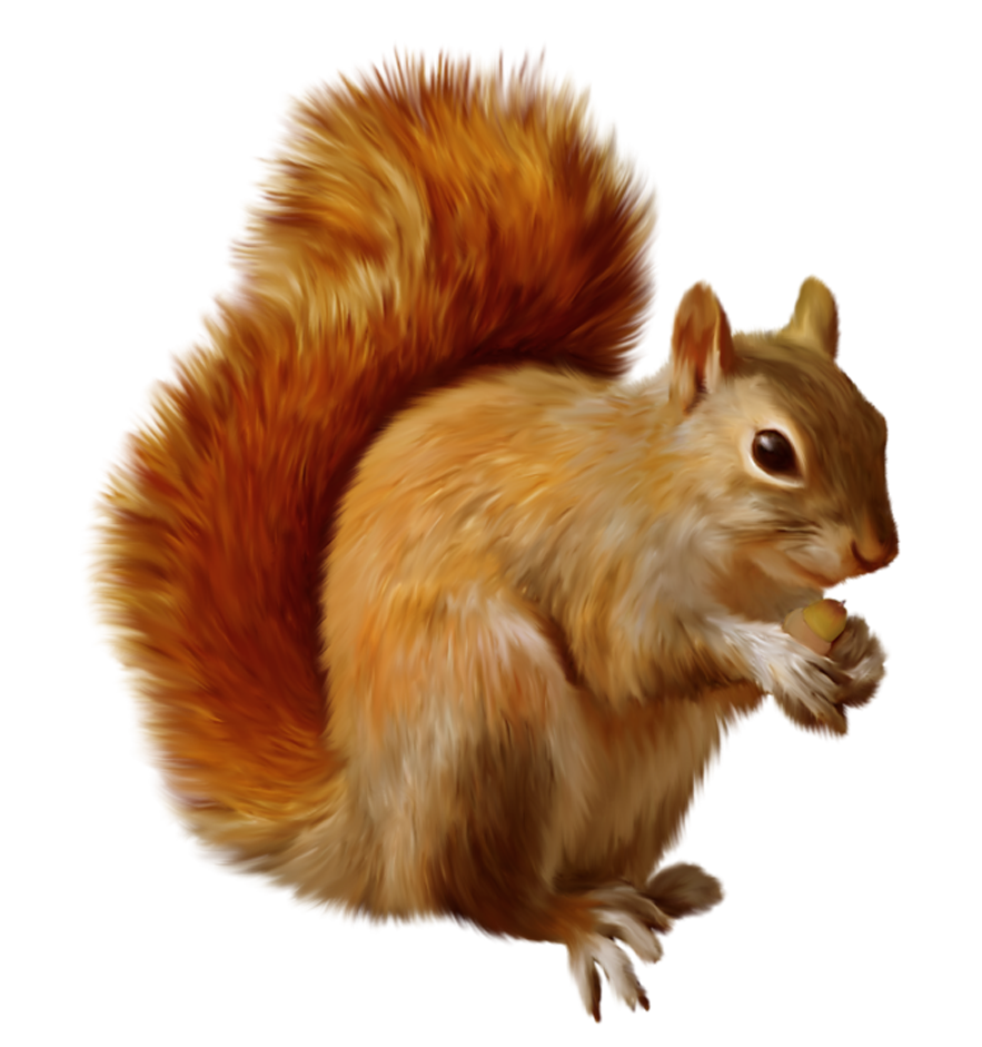 Squirrel Png Clipart Transparent PNG Image