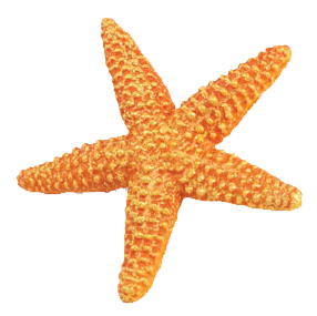 Starfish Png Clipart Transparent PNG Image