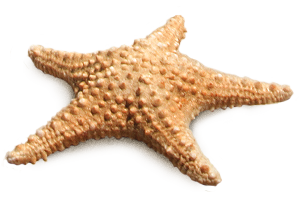 Starfish Png Transparent PNG Image