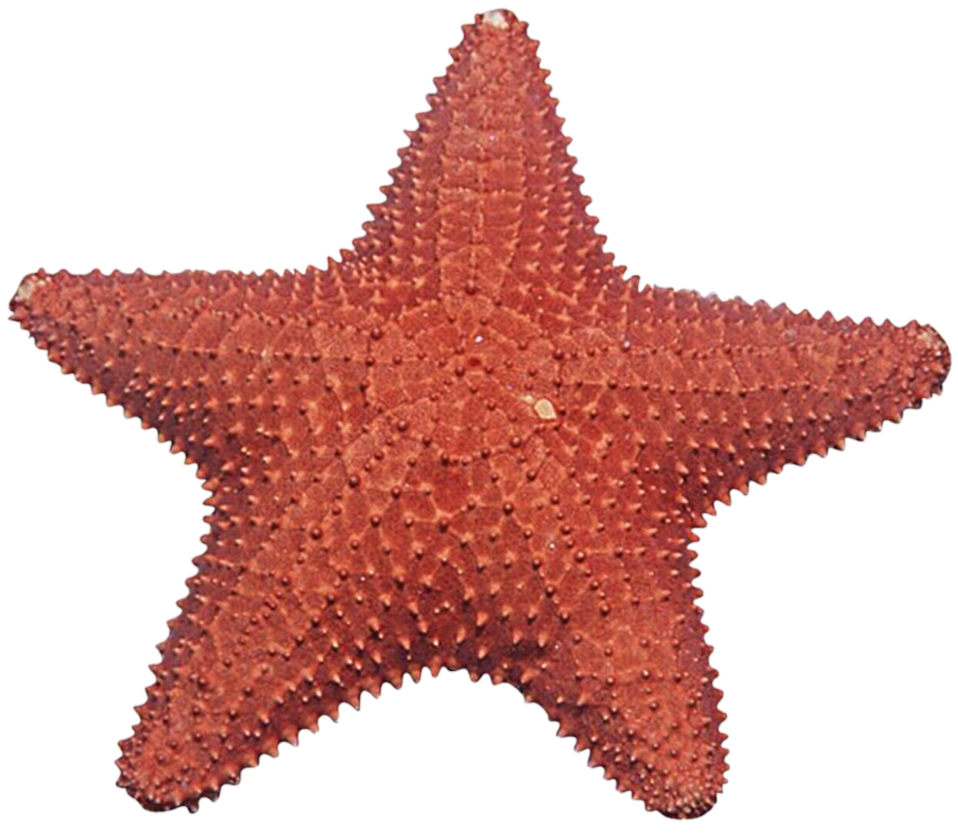 Starfish Png Image Transparent PNG Image