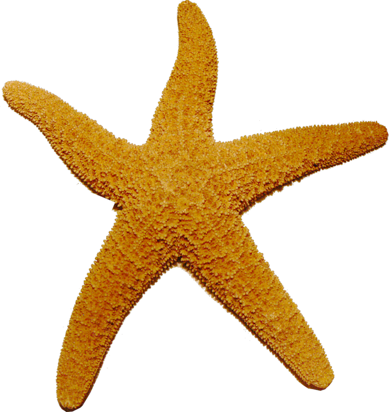 Starfish Transparent Transparent PNG Image