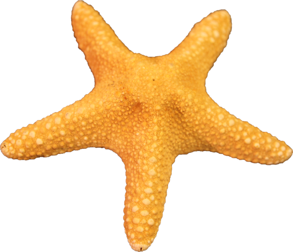 Starfish Free Png Image Transparent PNG Image