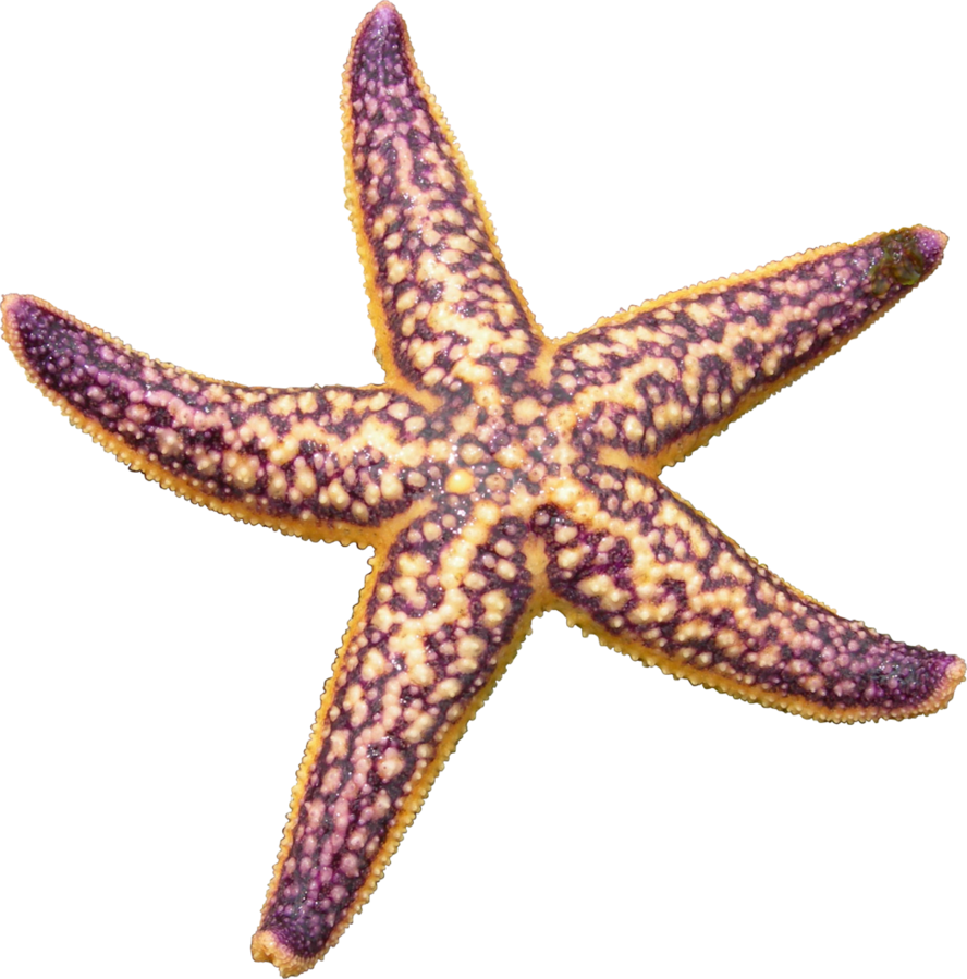 Starfish Png Picture Transparent PNG Image