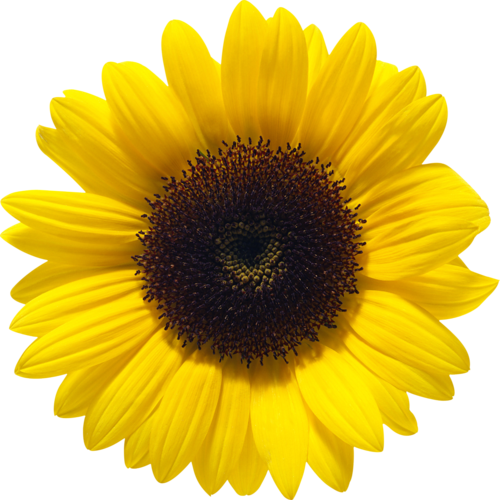 Sunflower File Transparent PNG Image