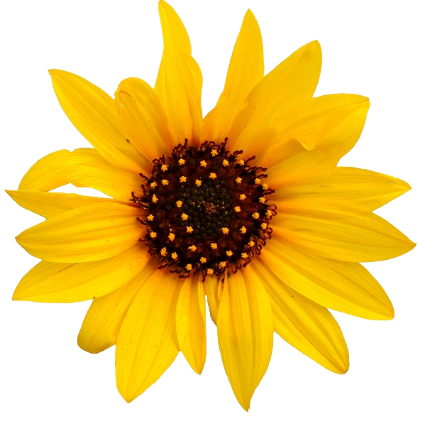 Sunflower Transparent Transparent PNG Image