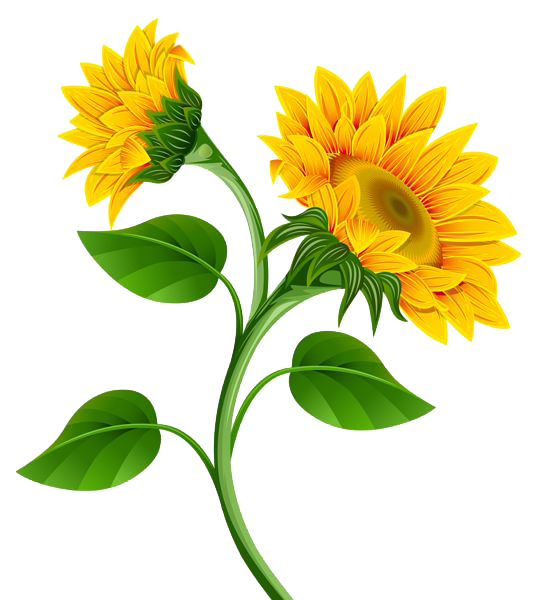 Sunflower Photo Transparent PNG Image