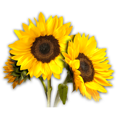 Sunflower Photos Transparent PNG Image