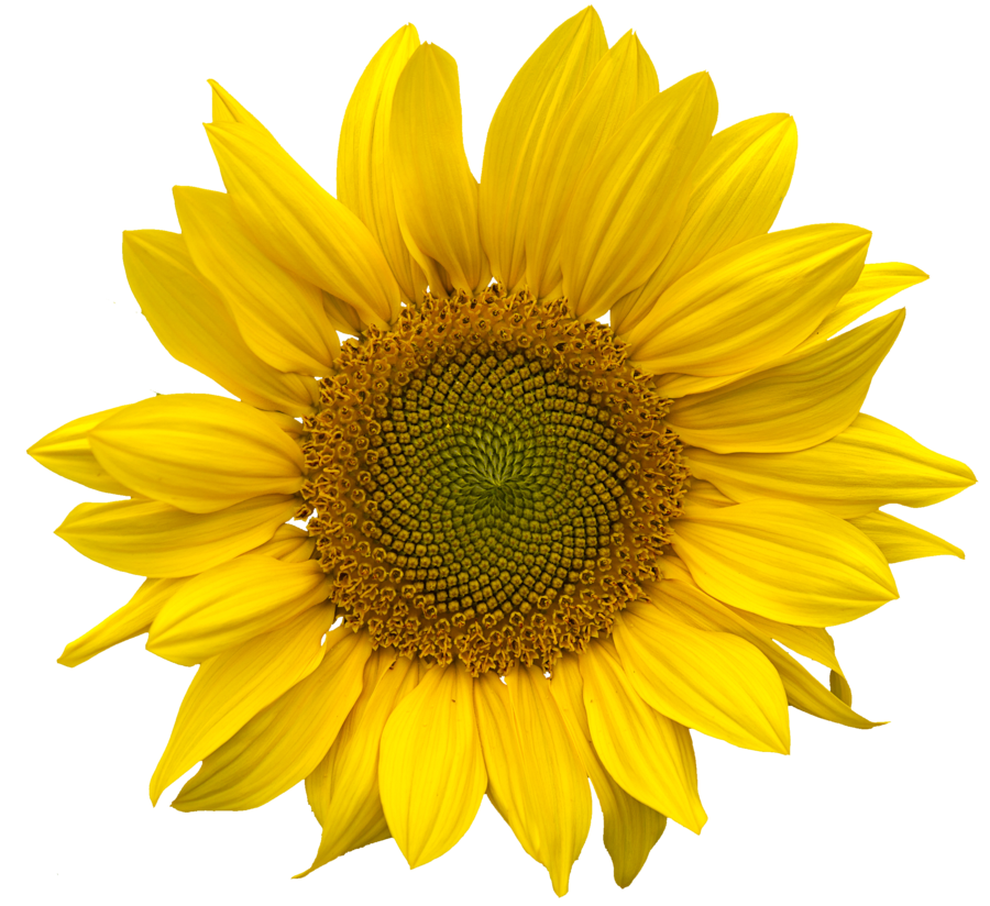 Sunflower Transparent PNG Image