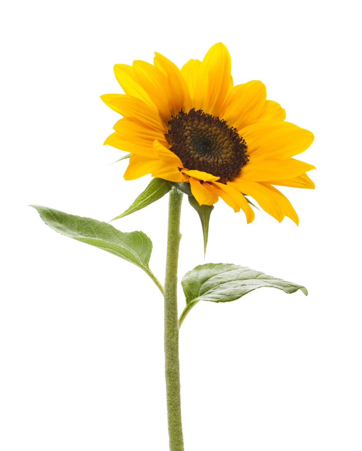 Sunflower Transparent Background Transparent PNG Image