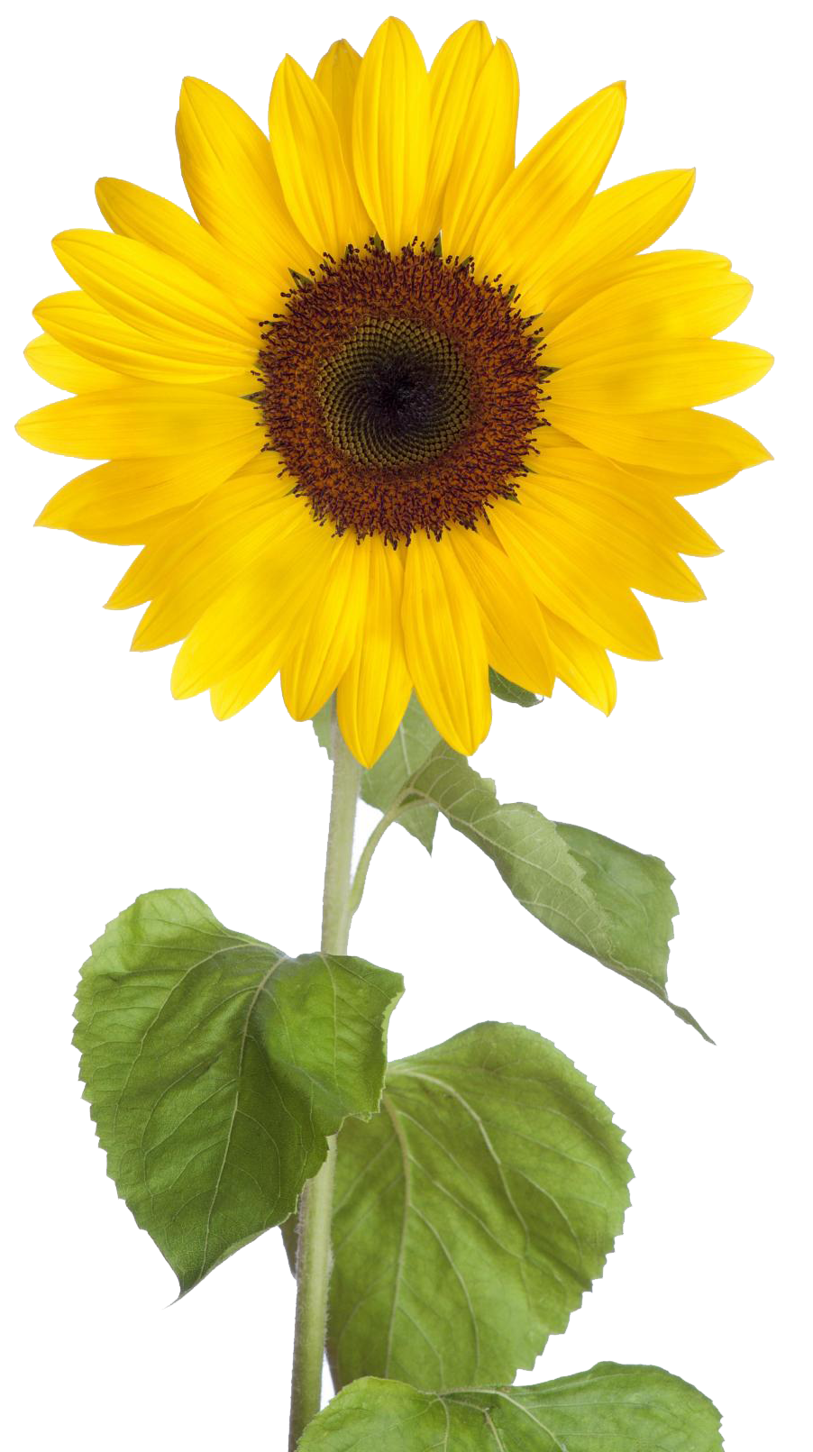 Sunflower Free Download Transparent PNG Image