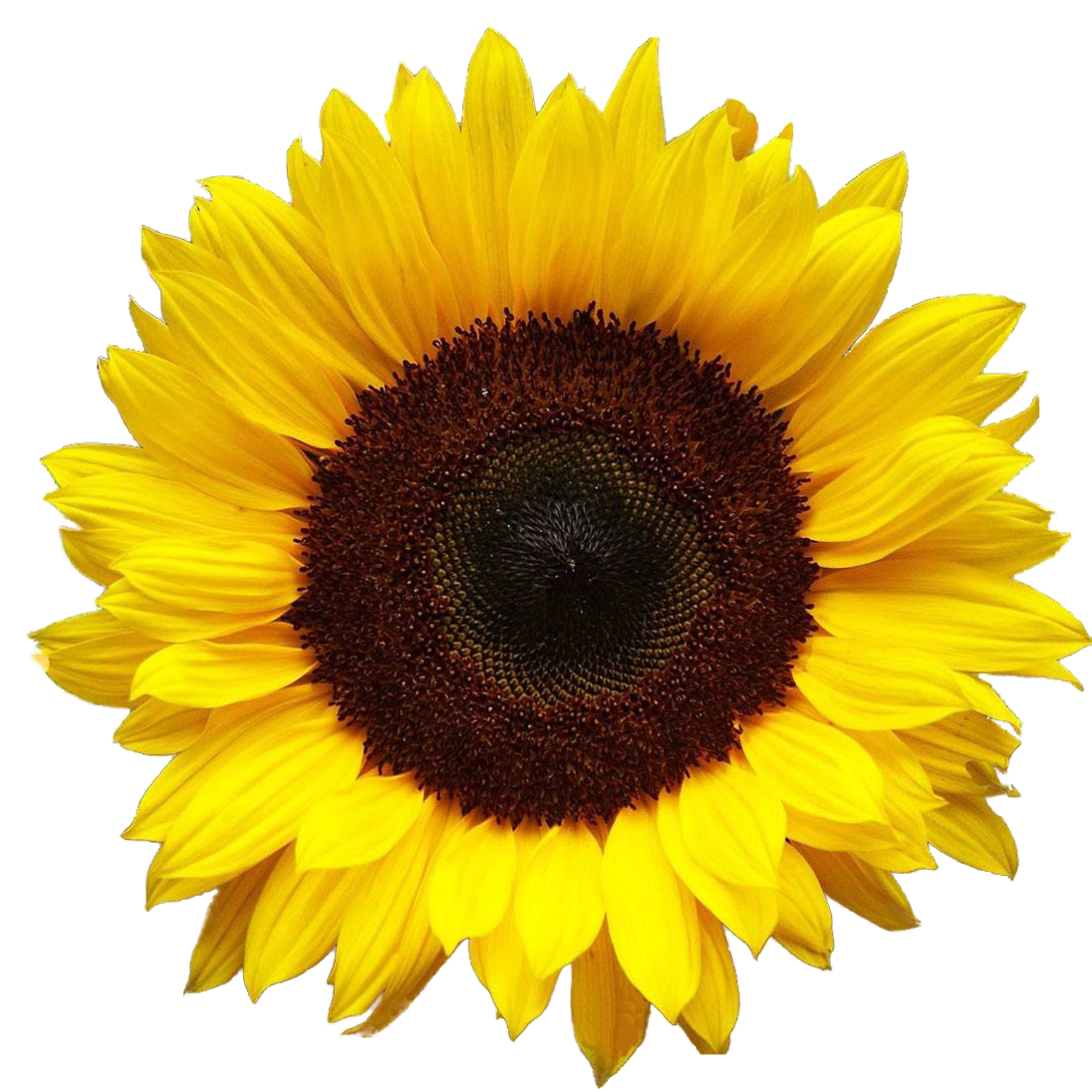 Sunflower Hd Transparent PNG Image