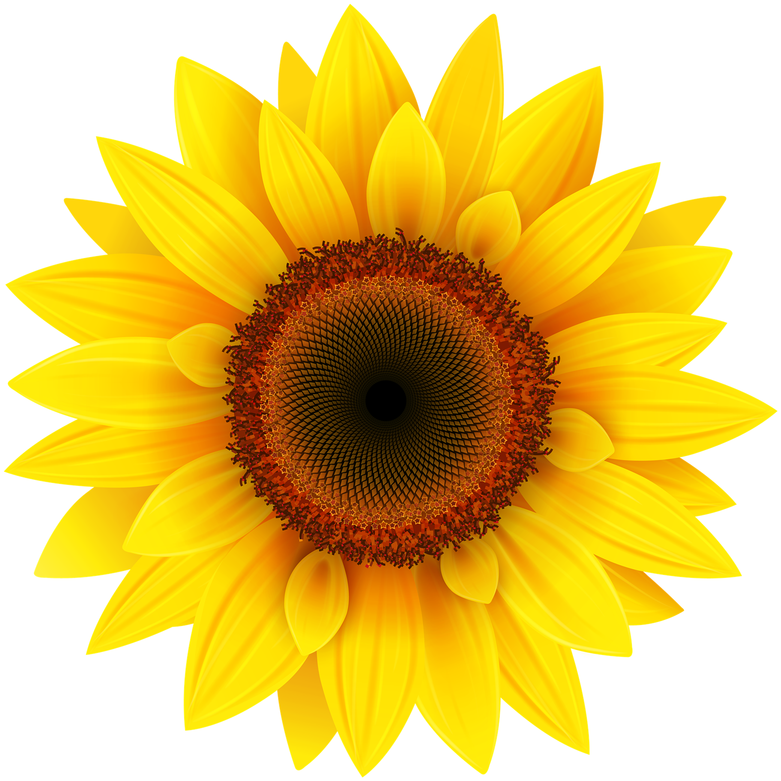 Sunflower Transparent Image Transparent PNG Image