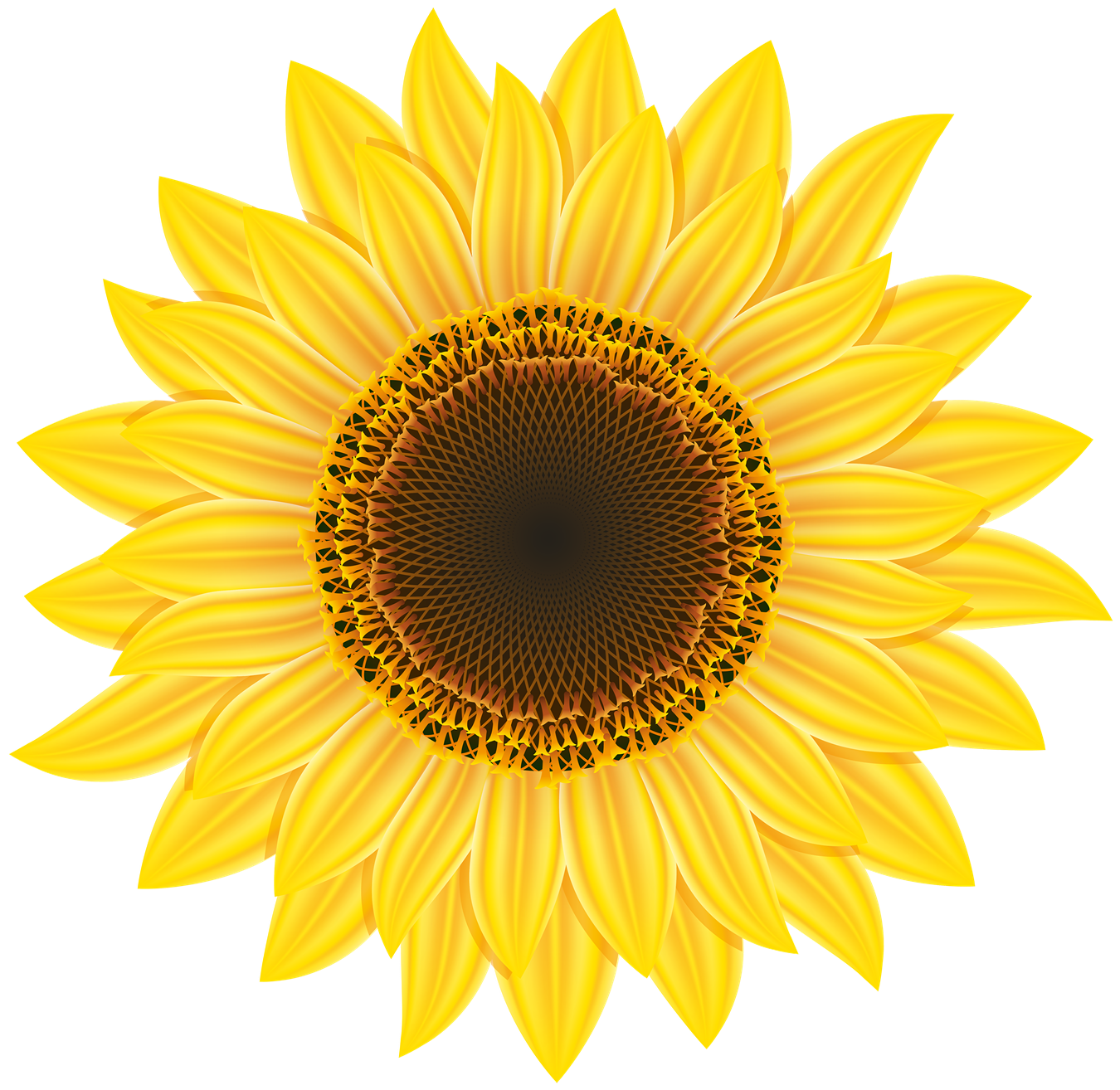 Sunflower Image Transparent PNG Image