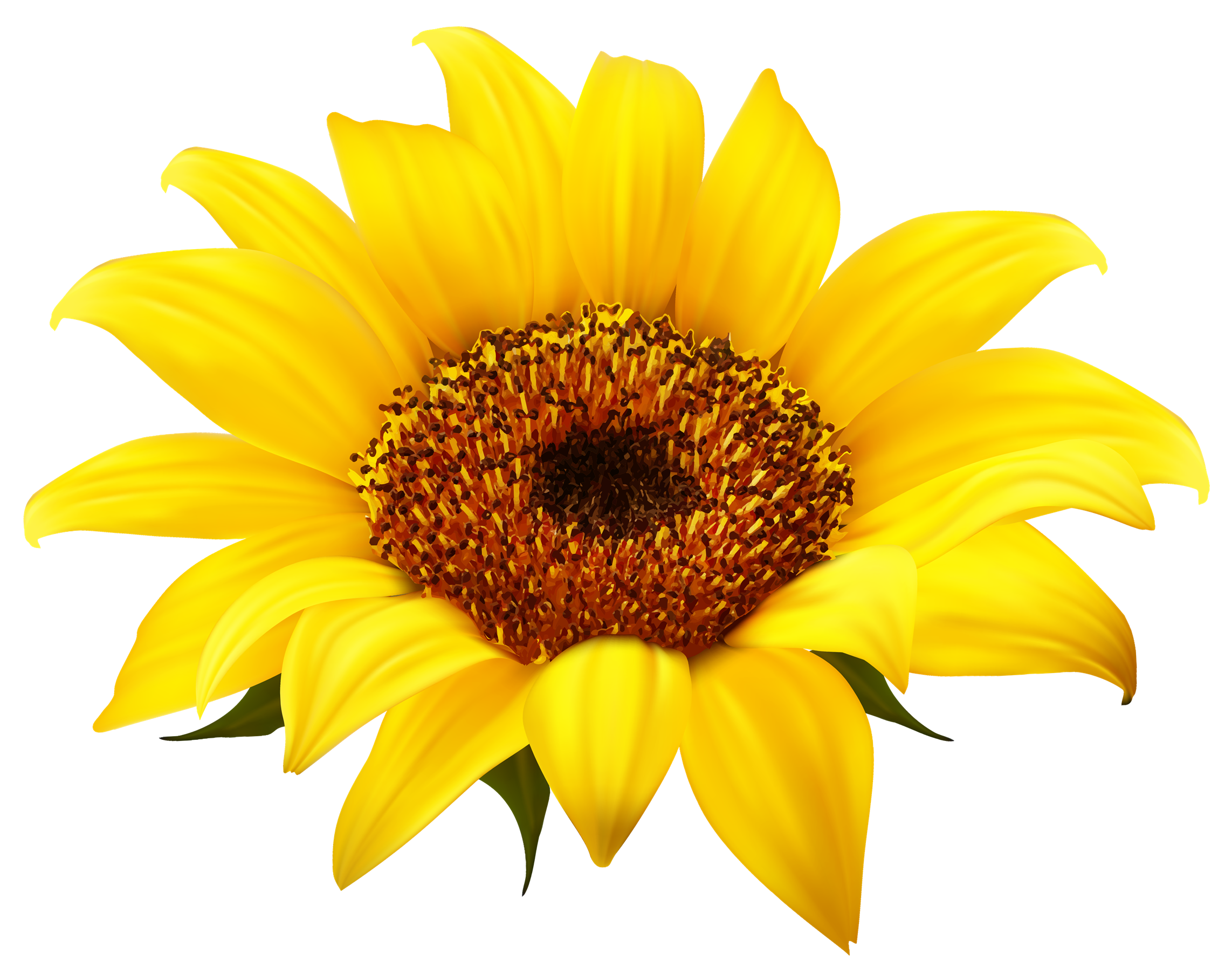 Sunflower Clipart Transparent PNG Image