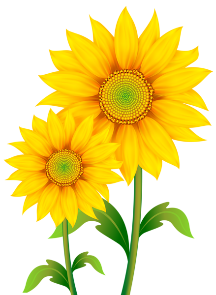 Sunflowers Png Pic Transparent PNG Image