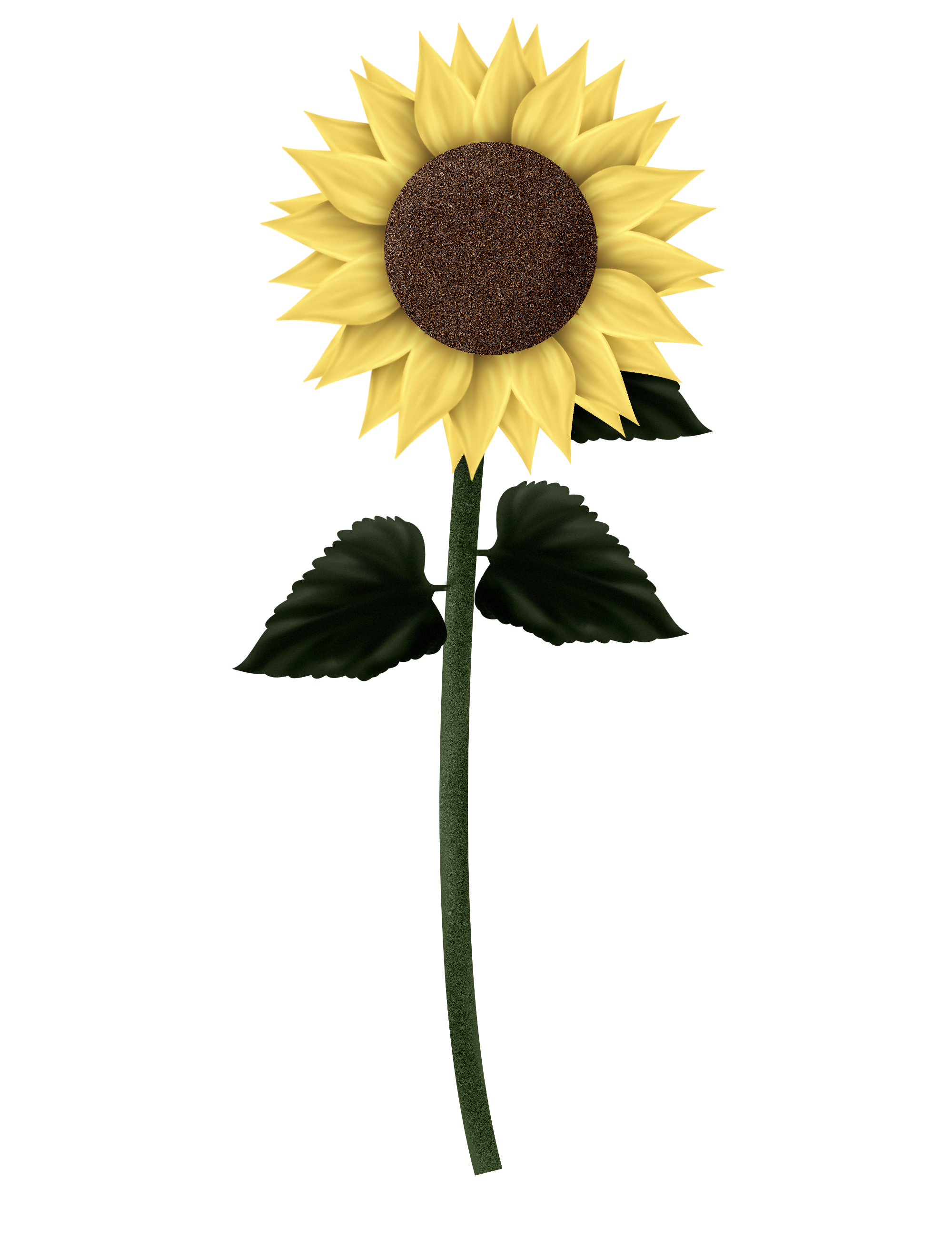 Sunflowers Png Clipart Transparent PNG Image