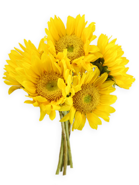 Sunflowers Png Transparent PNG Image