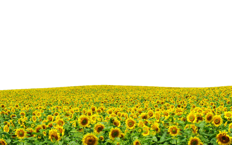 Sunflowers Png Hd Transparent PNG Image