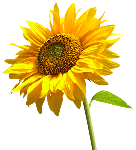 Sunflowers High-Quality Png Transparent PNG Image