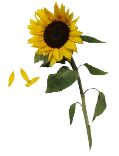 Sunflowers Free Download Png Transparent PNG Image