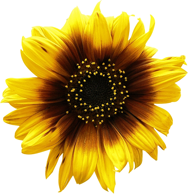 Sunflowers Png Picture Transparent PNG Image