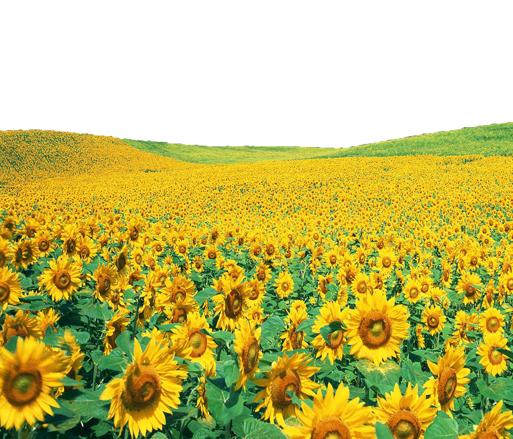 Sunflowers Png File Transparent PNG Image