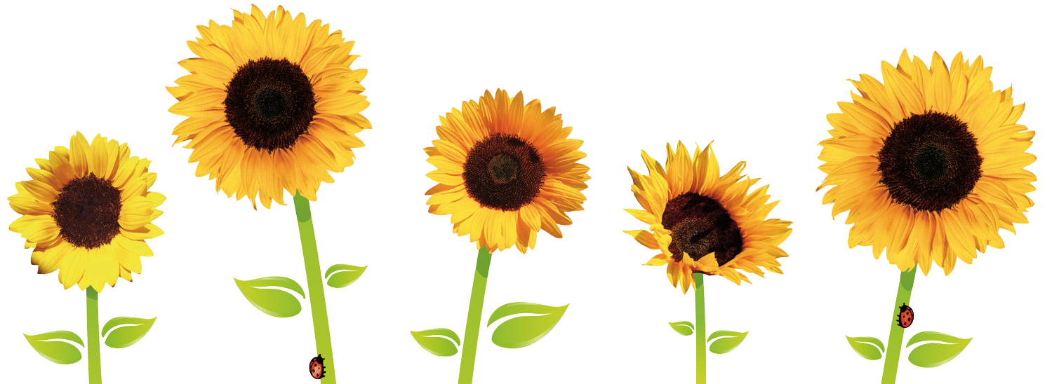 Sunflowers Transparent Transparent PNG Image