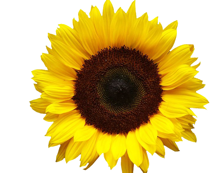 Sunflowers Png Image Transparent PNG Image