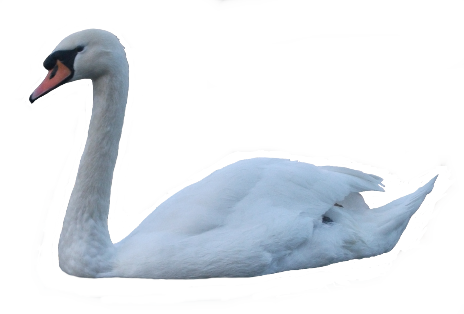 Swan Png Pic Transparent PNG Image