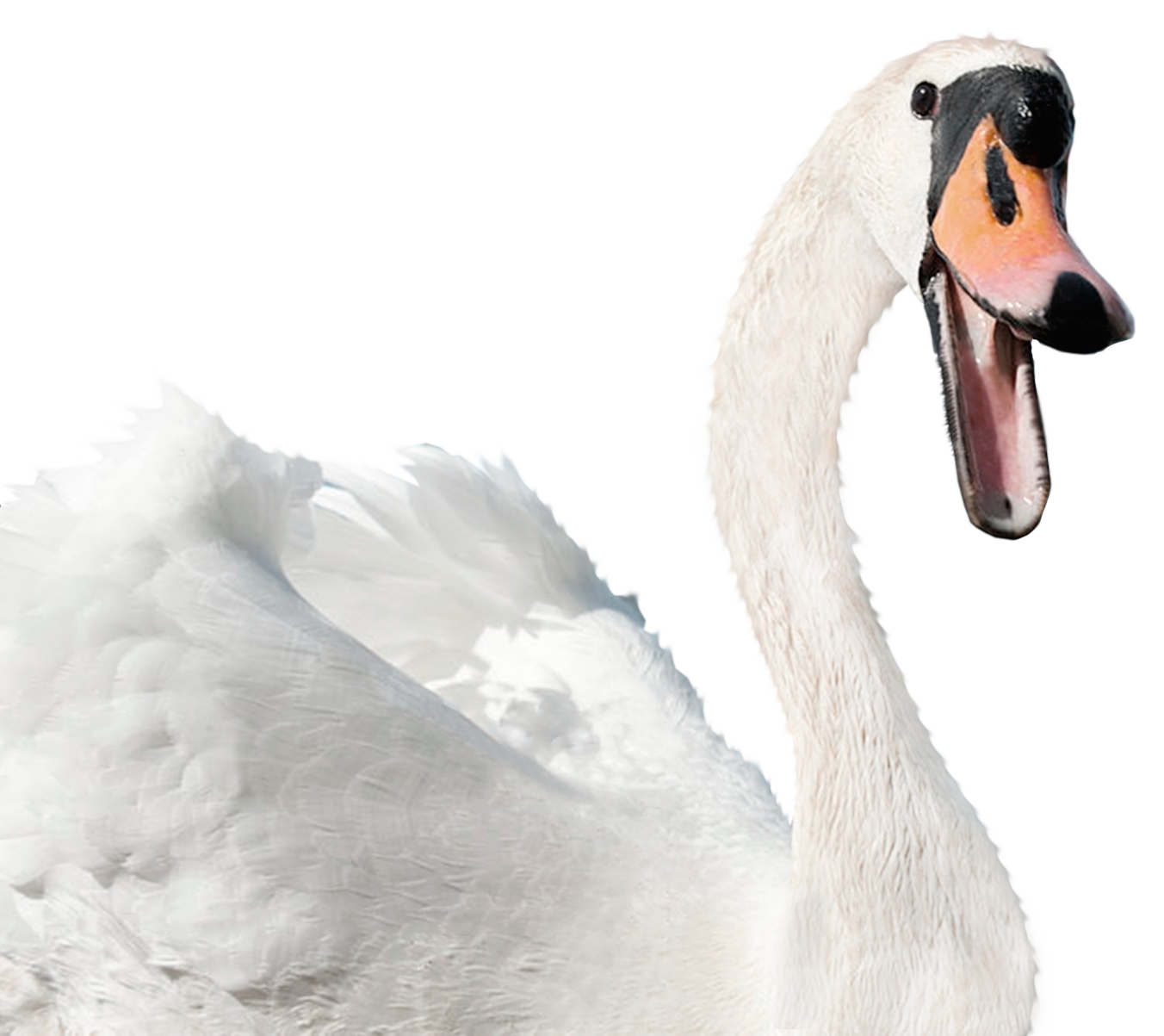 White Swan Free HD Image Transparent PNG Image