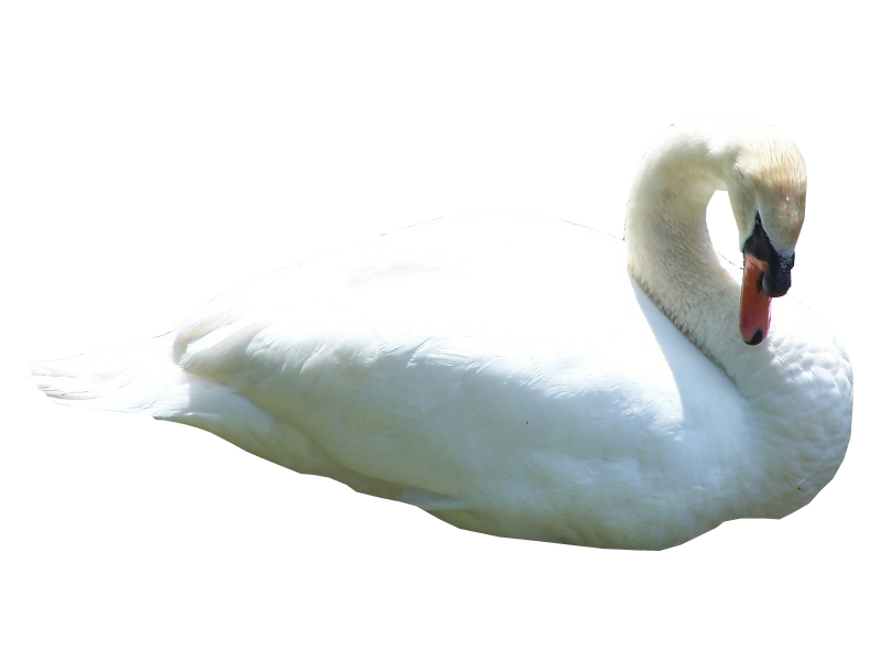 Swan Png Hd Transparent PNG Image