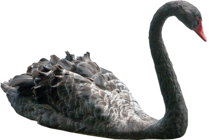 Swan Picture Transparent PNG Image