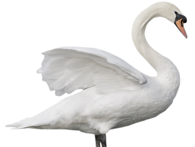 Swan Transparent Image Transparent PNG Image