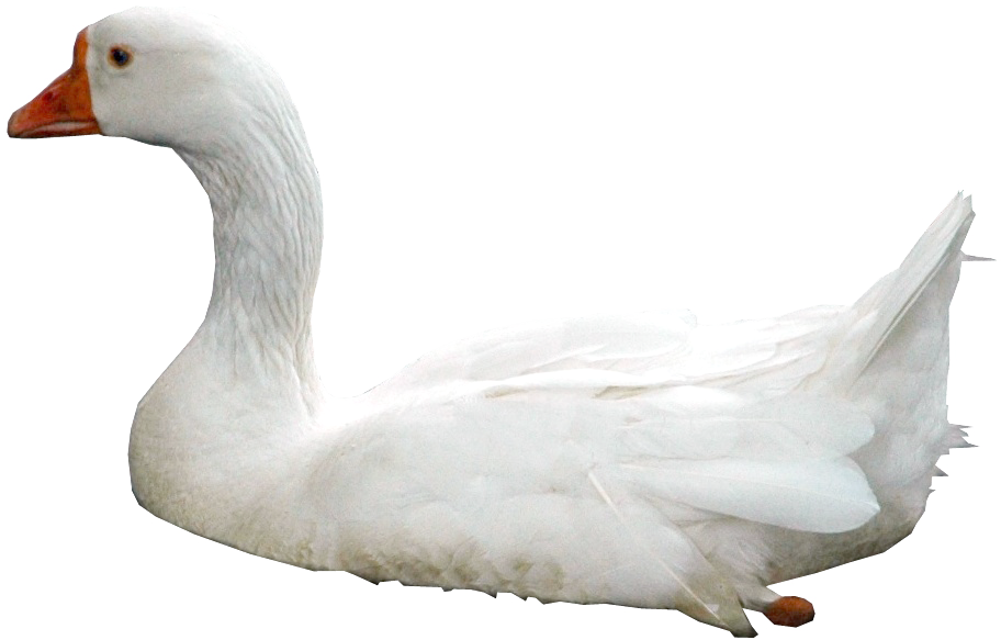 Swan Photos Transparent PNG Image