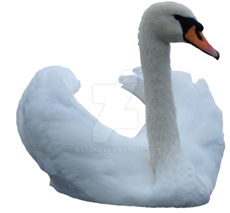 Swan Image Transparent PNG Image