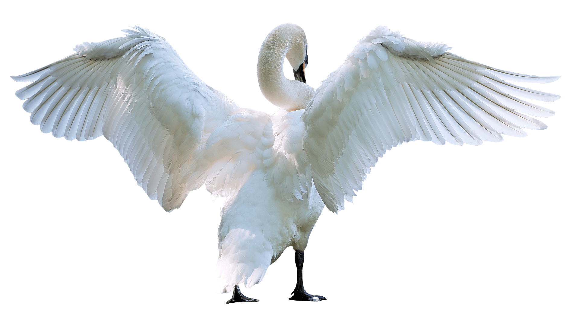 Swan Transparent PNG Image