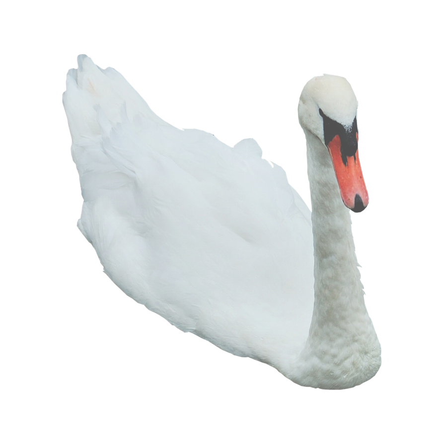 Swan Free Png Image Transparent PNG Image