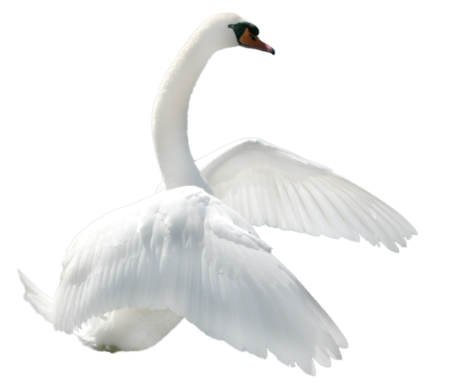 Swan Png Image Transparent PNG Image