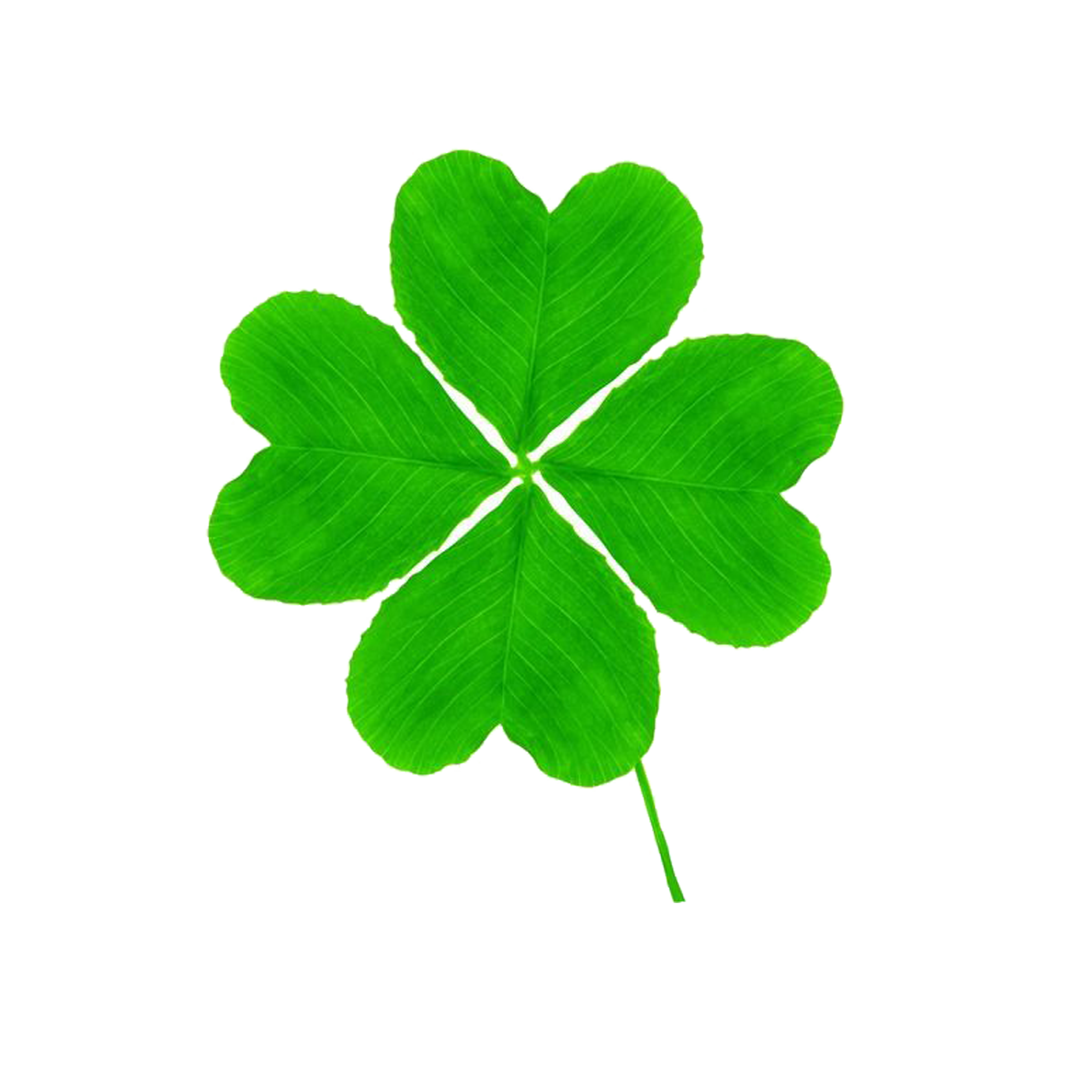 Clover Plant Leaf Fourleaf PNG Free Photo Transparent PNG Image