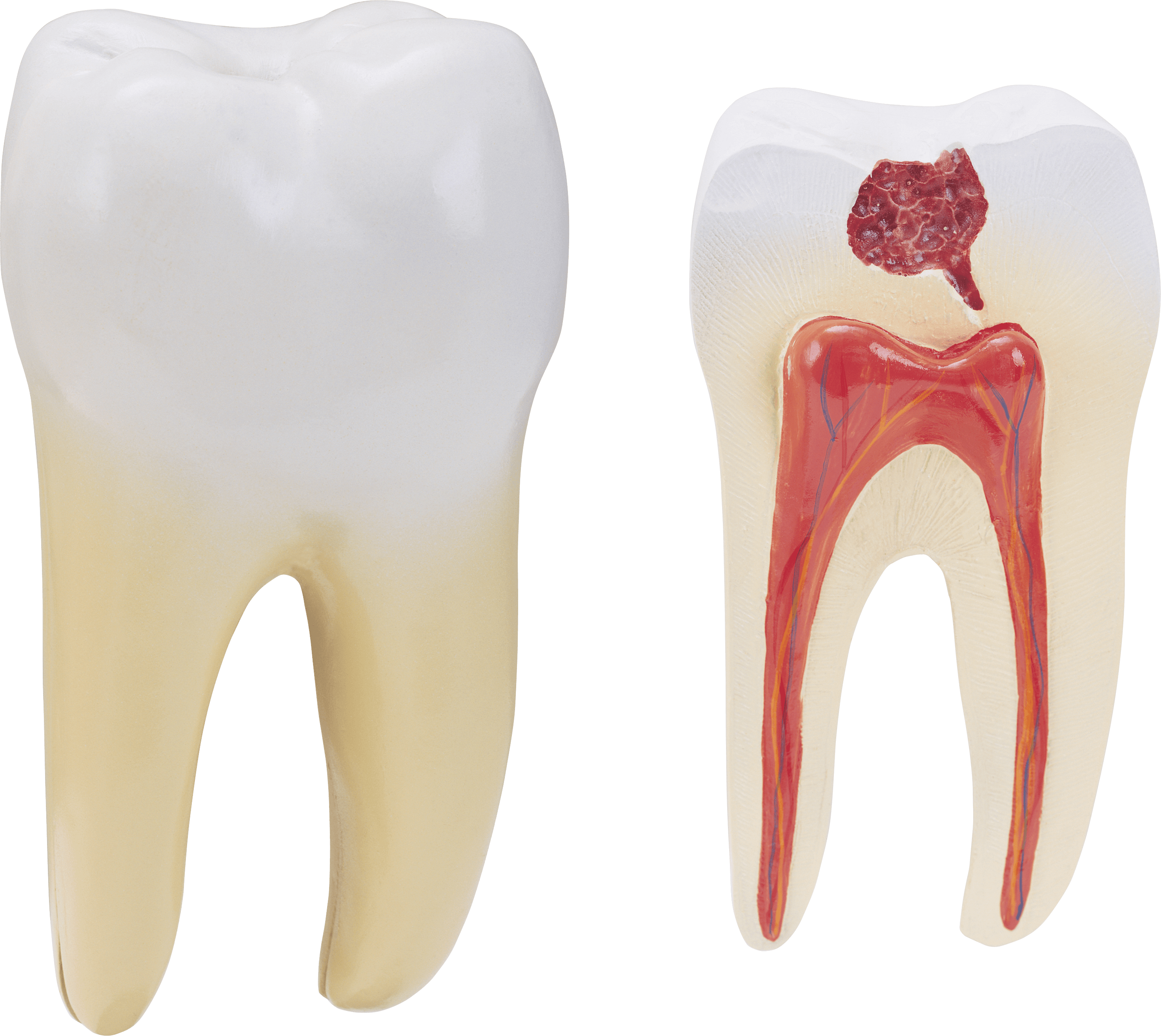 Tooth Png Image Transparent PNG Image