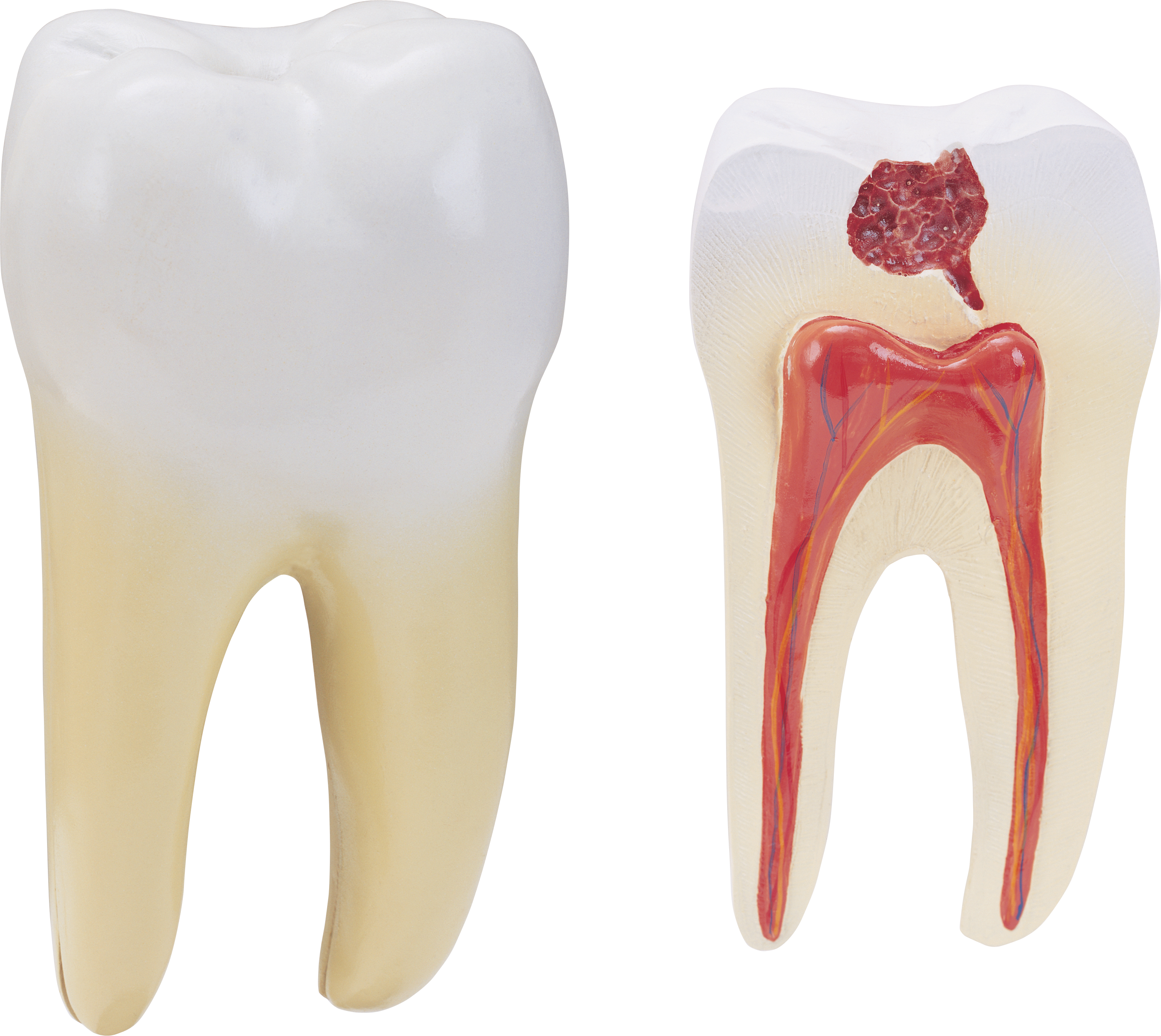 Crying Tooth PNG File HD Transparent PNG Image