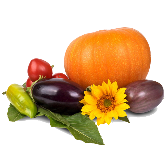 Thanksgiving Pumpkin Image Transparent PNG Image