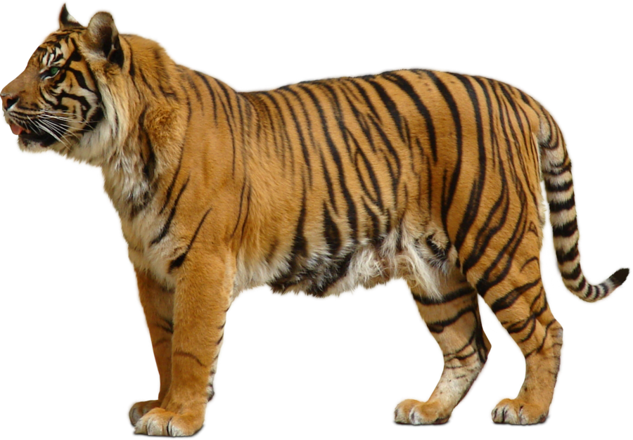 Tiger Free Download Png Transparent PNG Image