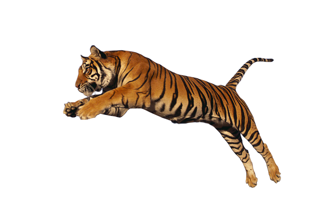 Tiger Png Hd Transparent PNG Image