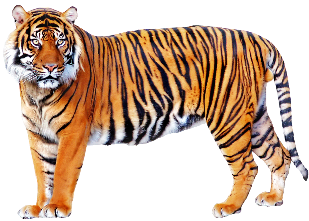 Tiger Png Image Transparent PNG Image